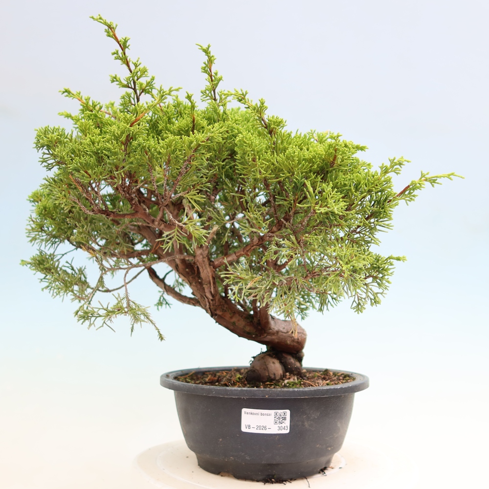 Bonsai voor buiten - Juniperus chinensis Itoigawa-Juniperus chinensis