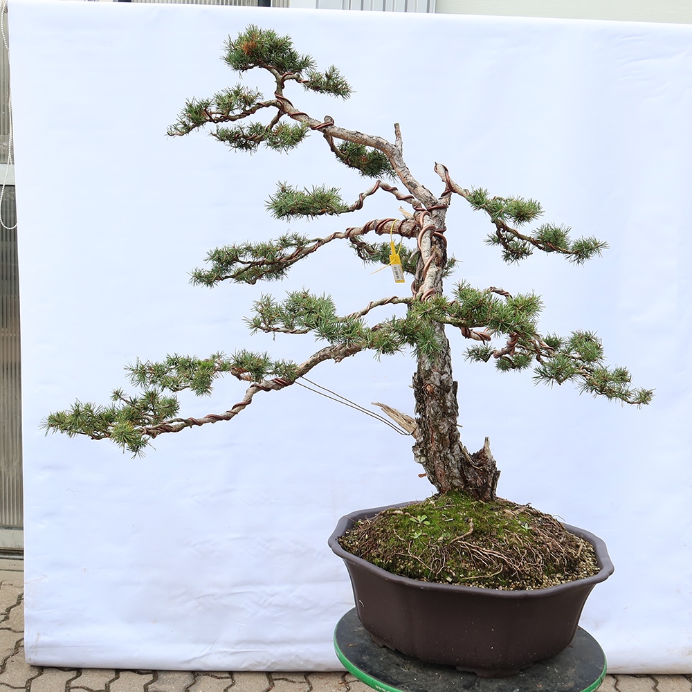 Pinus sylvestris Spanje - grove den