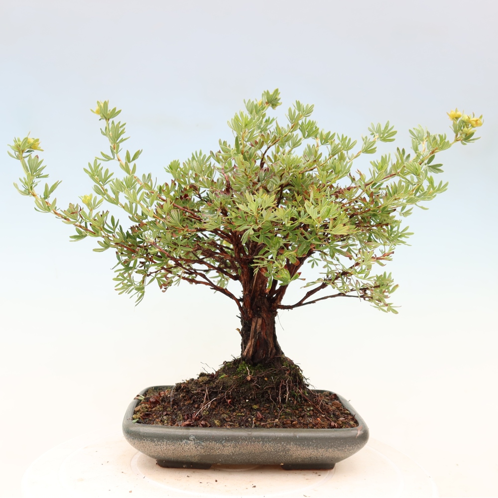 Bonsai voor buiten - Potentila fruticosa