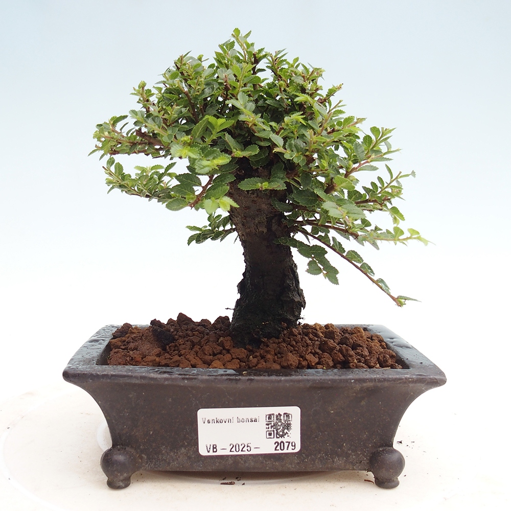 Bonsai voor buiten - Ulmus parvifolia Hokkaido - Chinese iep