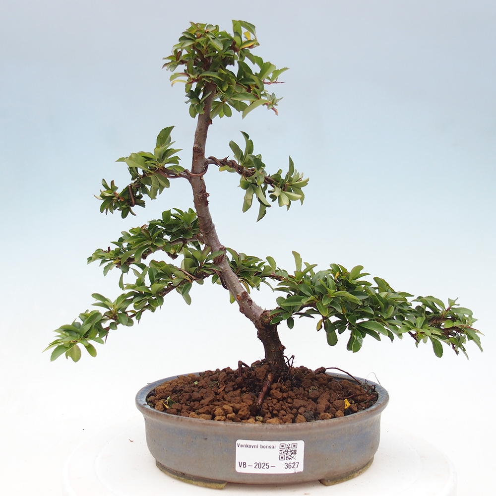 Bonsai-Pyracantha Teton voor buiten -Hlox