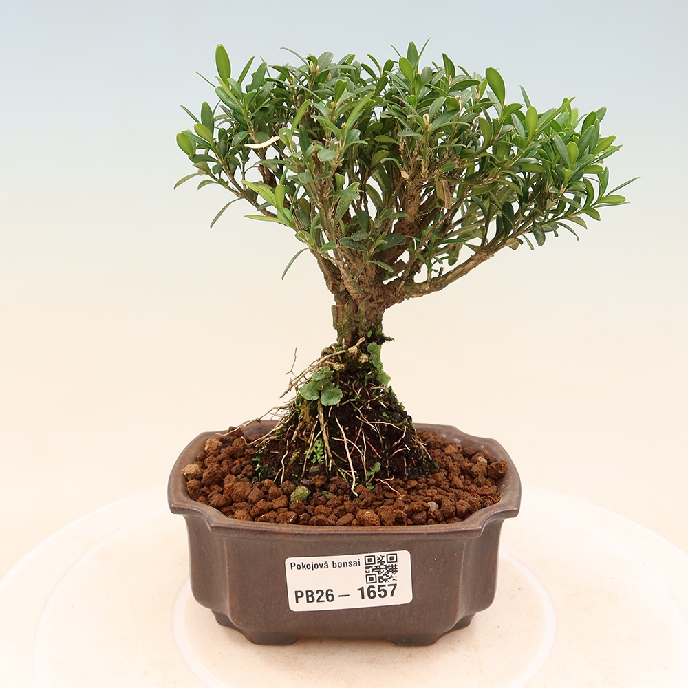 Kamerbonsai - Buxus harlandii - kurk buxus