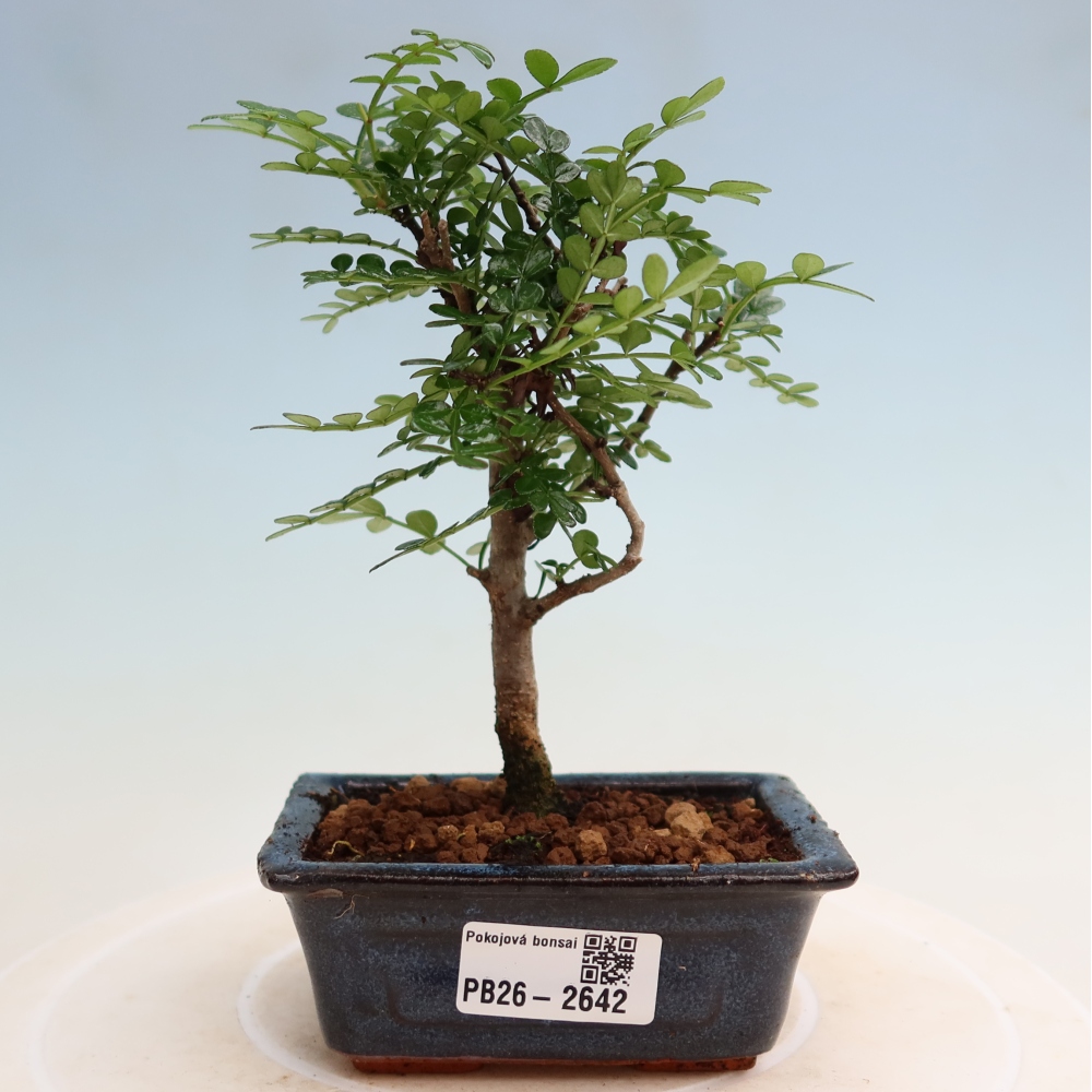 Kamerbonsai - Zantoxylum piperitum - peperboom