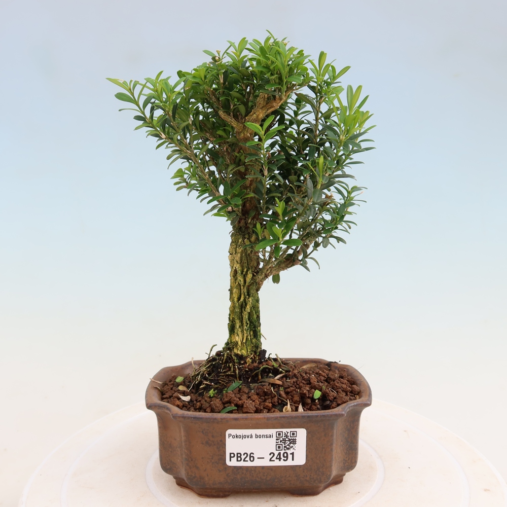 Kamerbonsai - Buxus harlandii - kurk buxus
