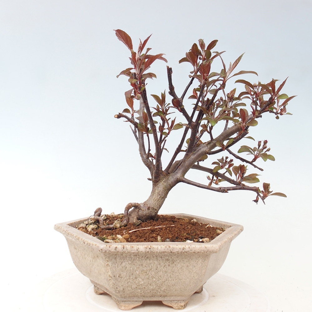 Bonsai voor buiten -Malus domestica - Roodbladige appelboom met kleine vruchten