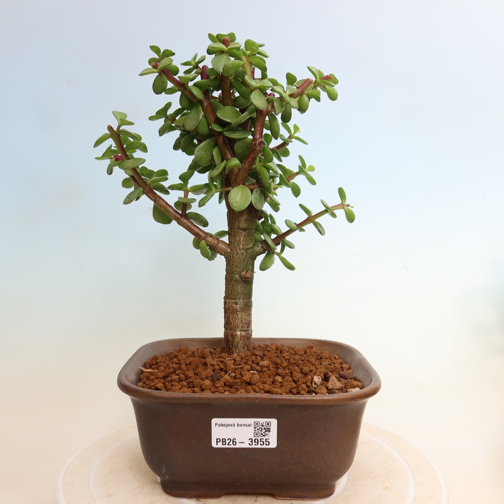Kamerbonsai - Portulakaria Afra - Tlustice