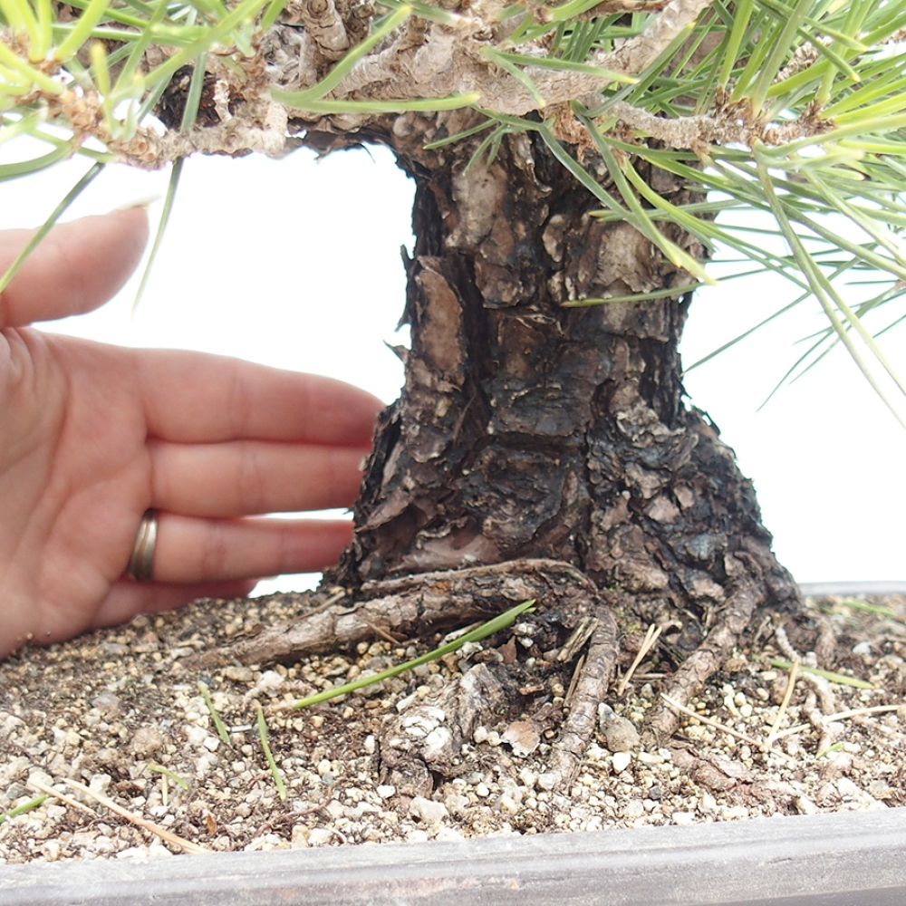 Bonsai voor buiten - Pinus thunbergii - Thunberg den