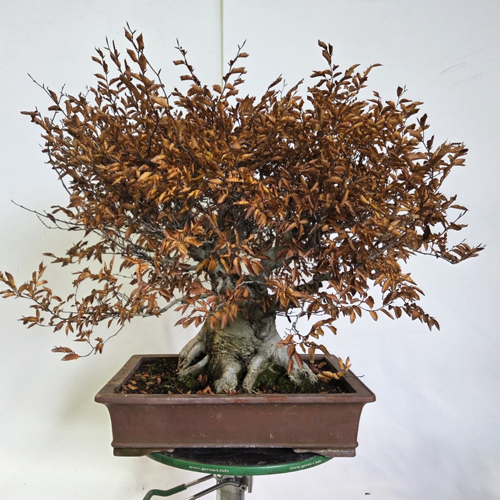 Bonsai voor buiten - Fagus crenata