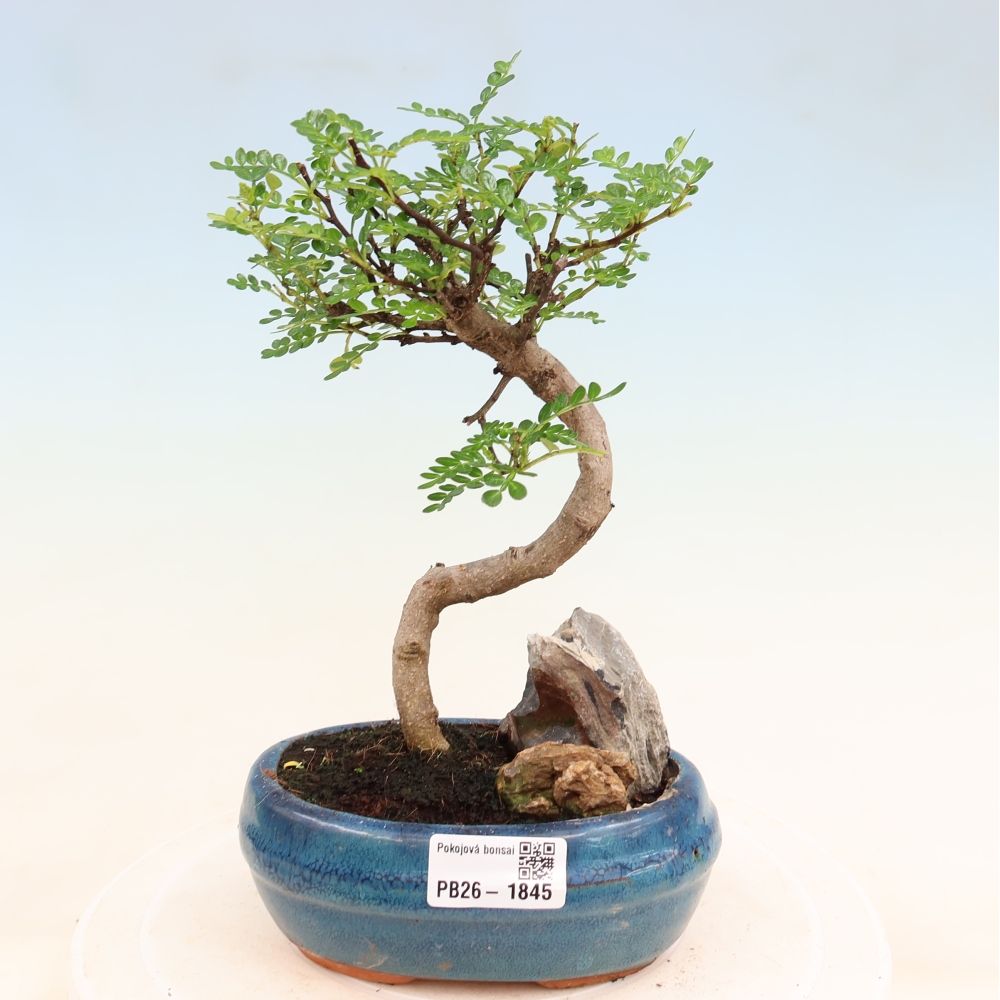 Kamerbonsai - Zantoxylum piperitum - peperboom