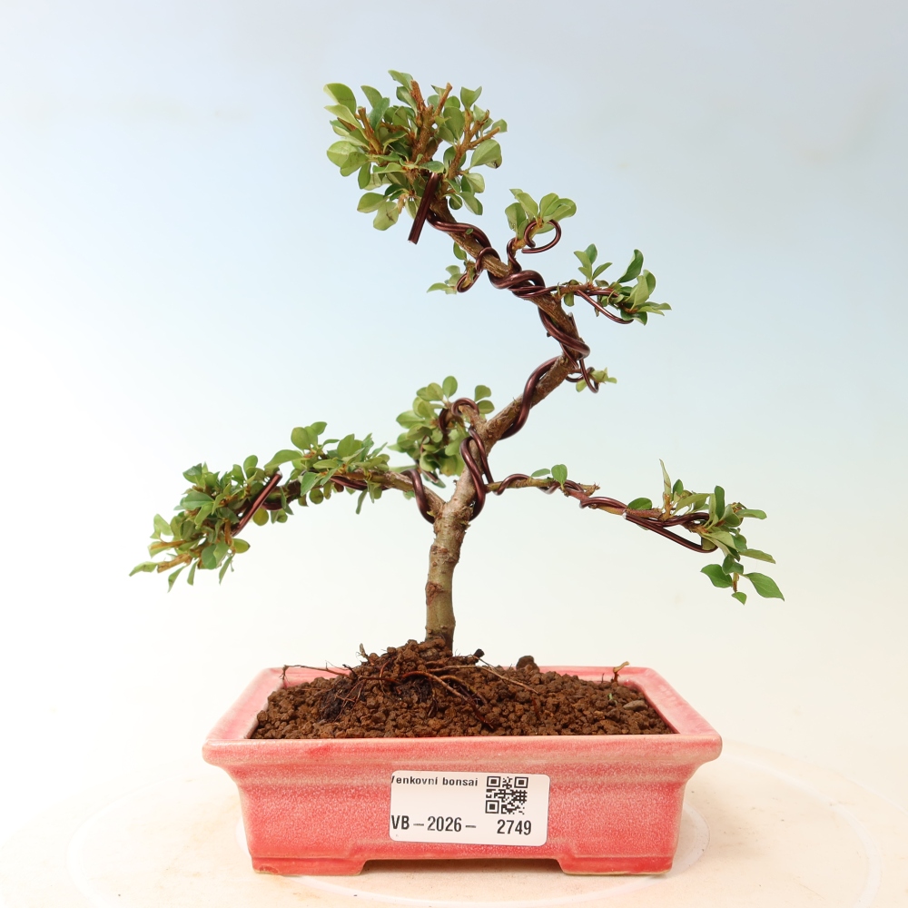 Bonsai voor buiten - Cotoneaster horizontalis - Rocky Mountain