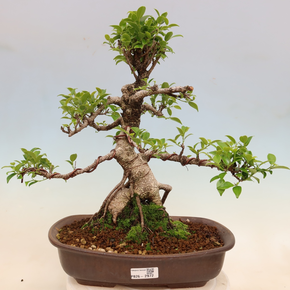 Kamerbonsai - Ficus kimmen - kleinbladige ficus