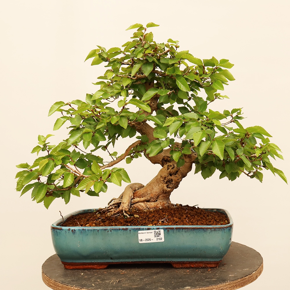Bonsai voor buiten -Carpinus Coreana - Koreaanse haagbeuk