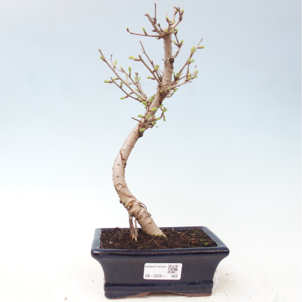 Bonsai voor buiten -Pseudolarix amabis-Pseudolarix amabis