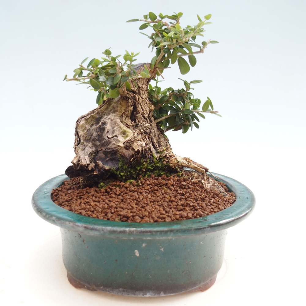 Bonsai voor binnen - Olea europaea sylvestris