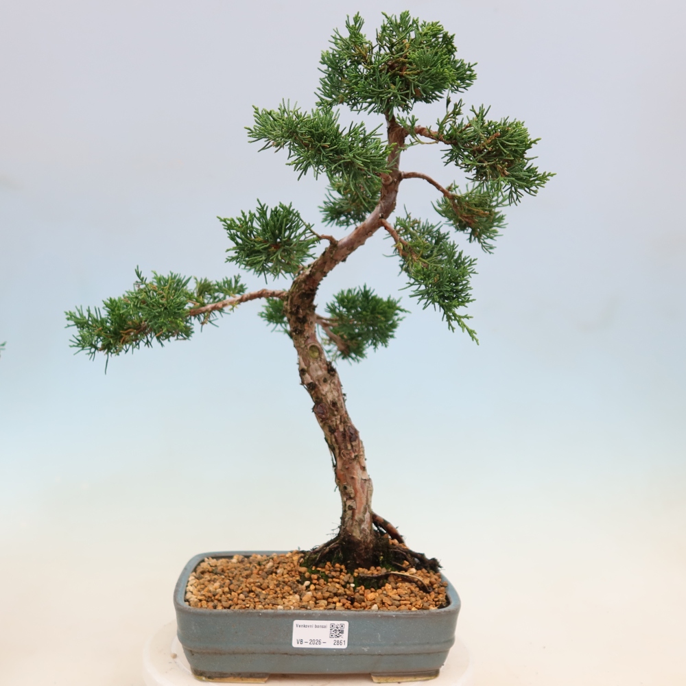 Bonsai voor buiten - Juniperus chinensis Kishu