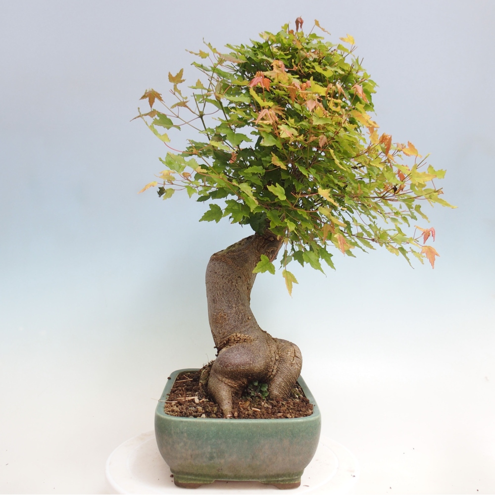 Bonsai voor buiten - Acer Buergerianum - Burgeresdoorn