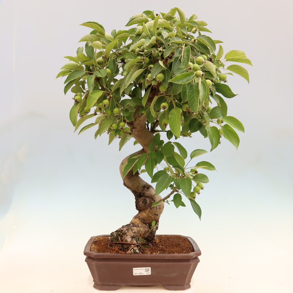 Bonsai voor buiten -Malus halliana - Appelboom met kleine vruchten