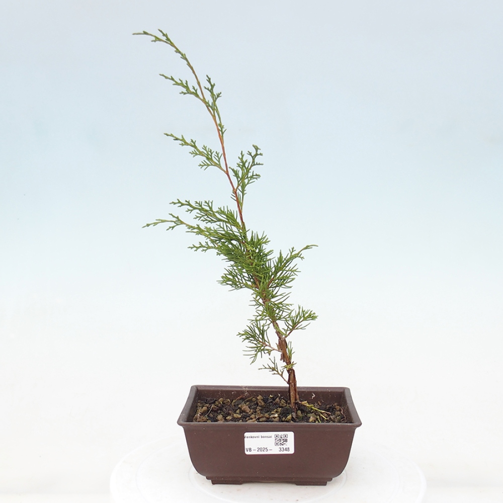 Bonsai voor buiten - Juniperus chinensis Itoigawa