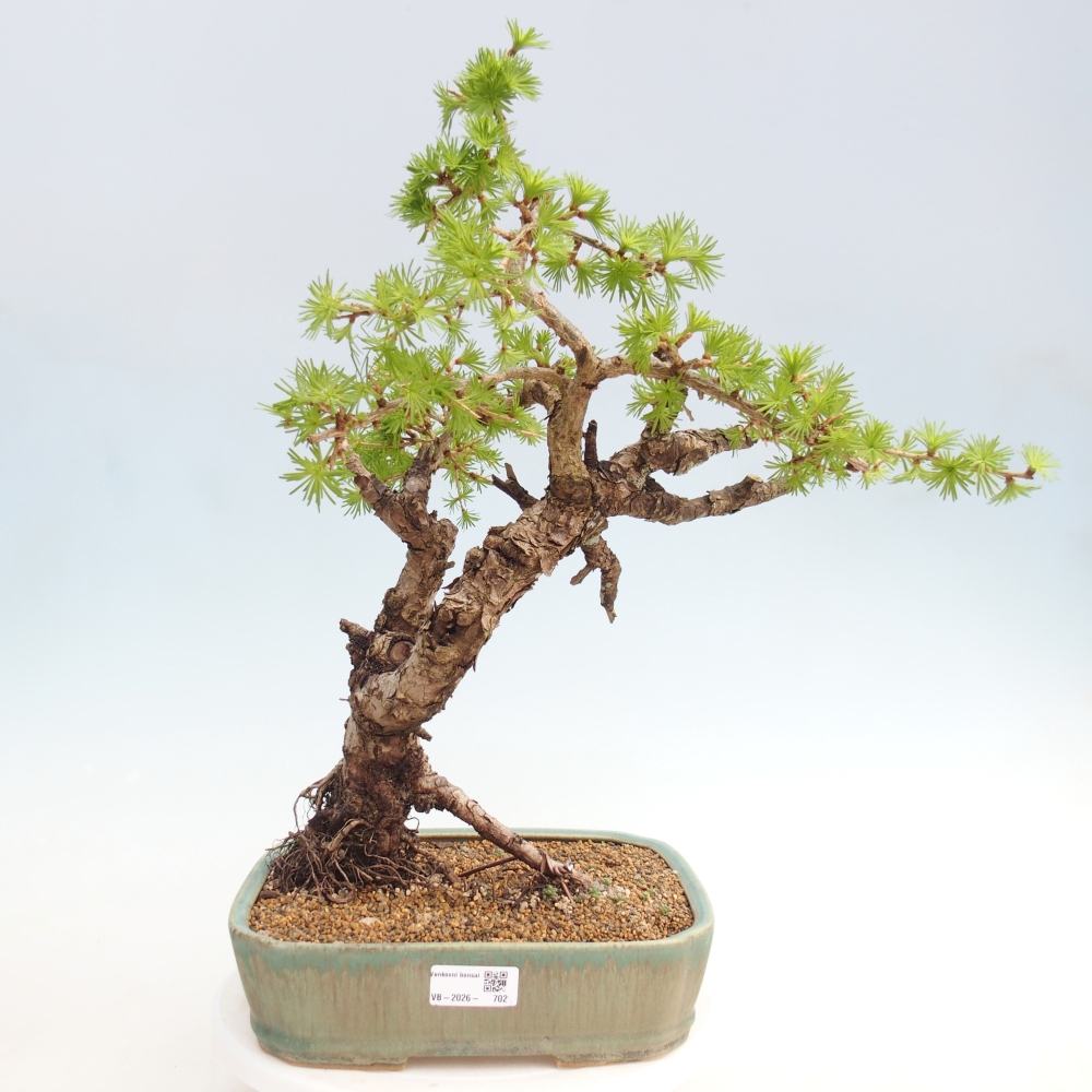 Bonsai voor buiten -Larix decidua - Lariks - Alleen palletvervoer