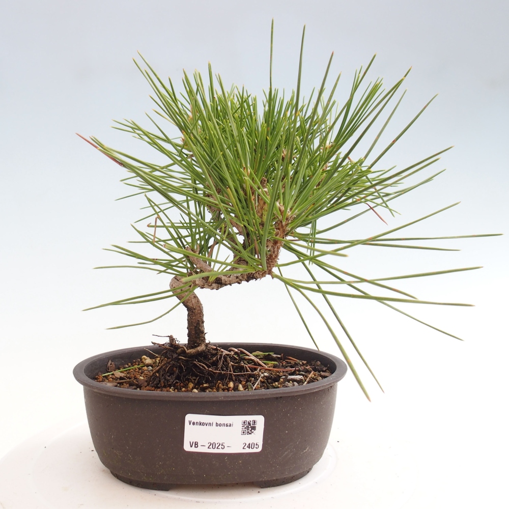 Bonsai voor buiten - Pinus thunbergii - Thunberg den
