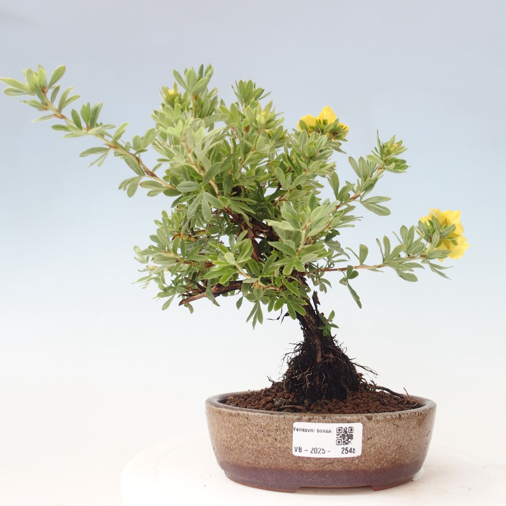 Bonsai voor buiten - Potentila fruticosa gele vogel