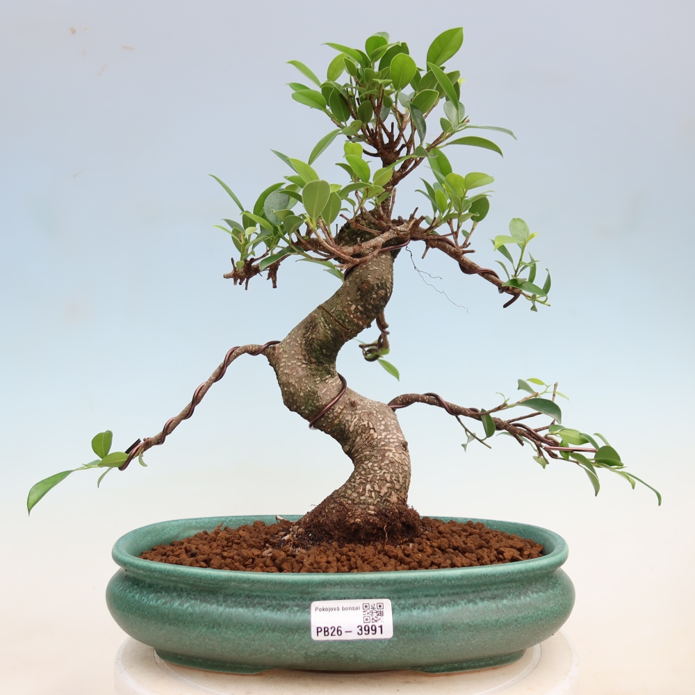 Kamerbonsai - Ficus kimmen - kleinbladige ficus