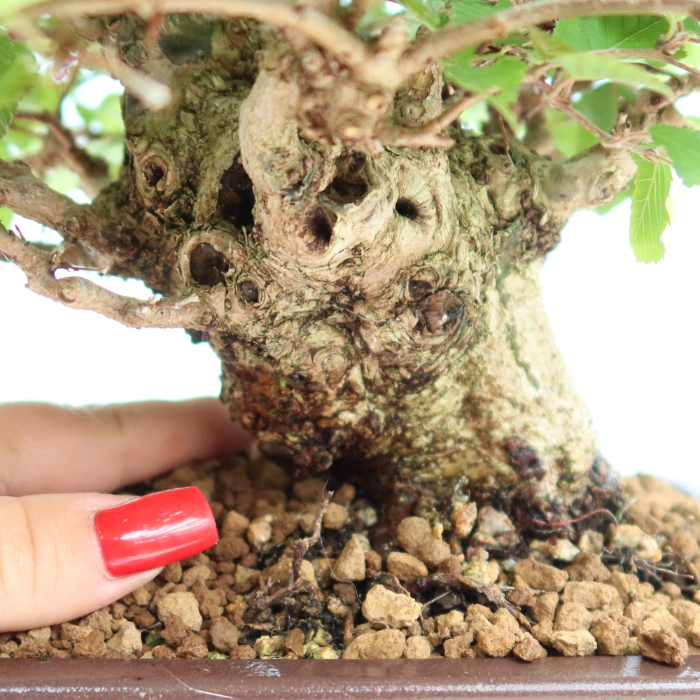 Bonsai voor buiten -Carpinus Coreana - Koreaanse haagbeuk