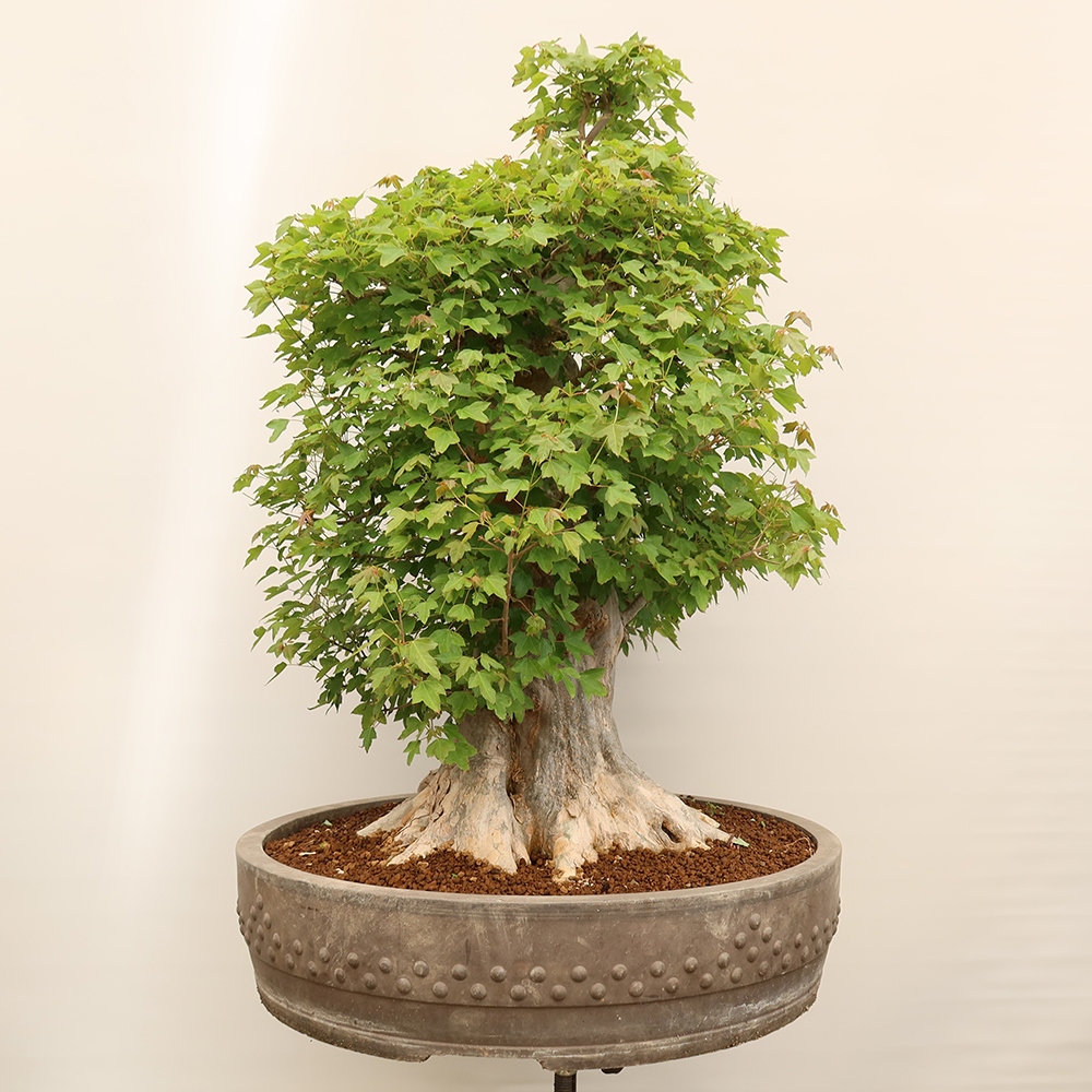 Bonsai voor buiten - Esdoorn Burger - Acer Burgerianum