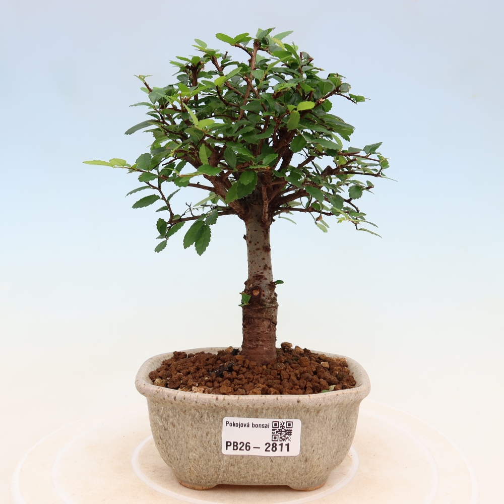 Kamerbonsai - Ulmus parvifolia - Winteriep
