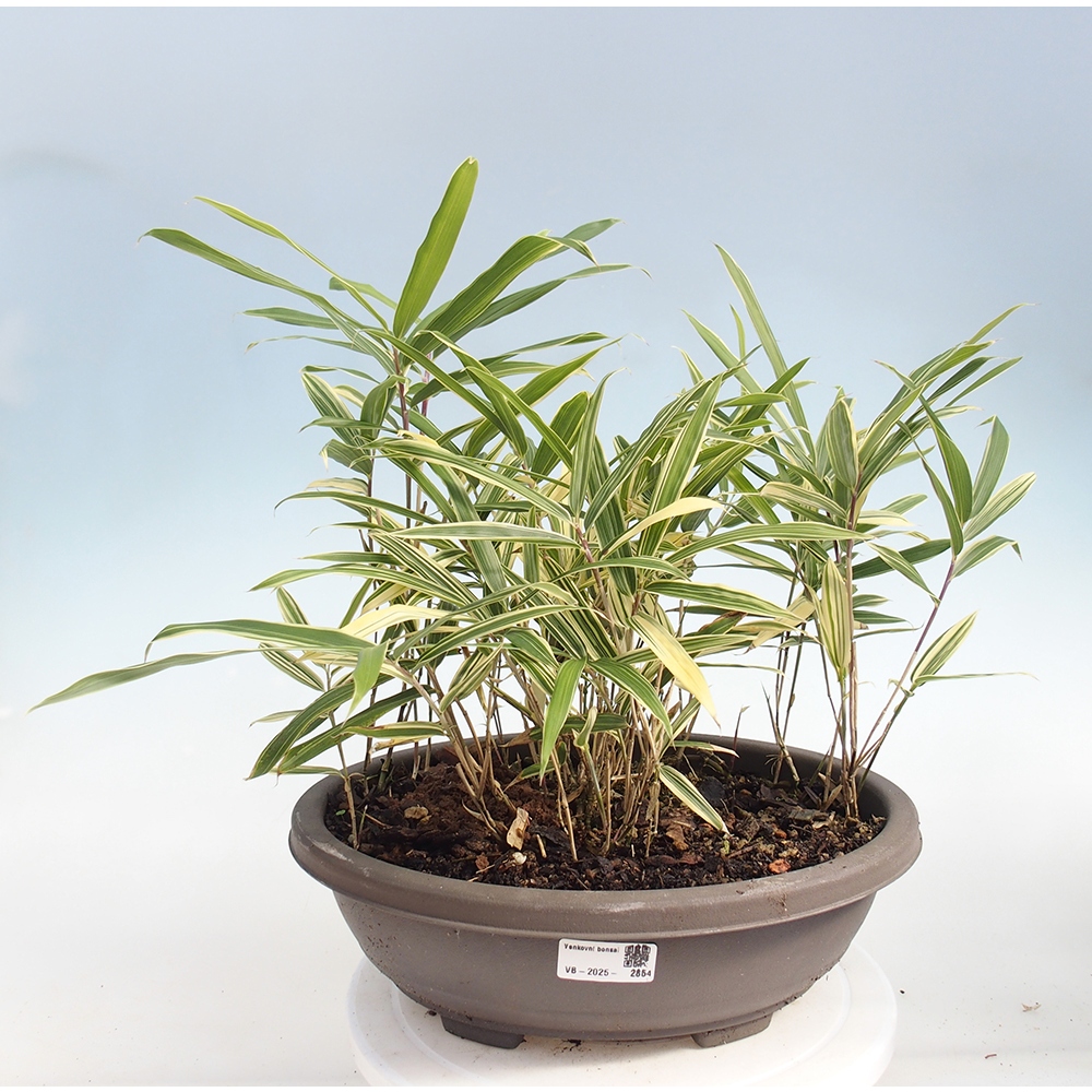 Bonsai voor buiten - Sasaella masamuneana Albostriata - Bamboe