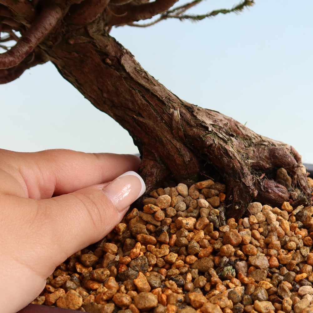Buitenbonsai - Cryptomeria - Kryptomeria