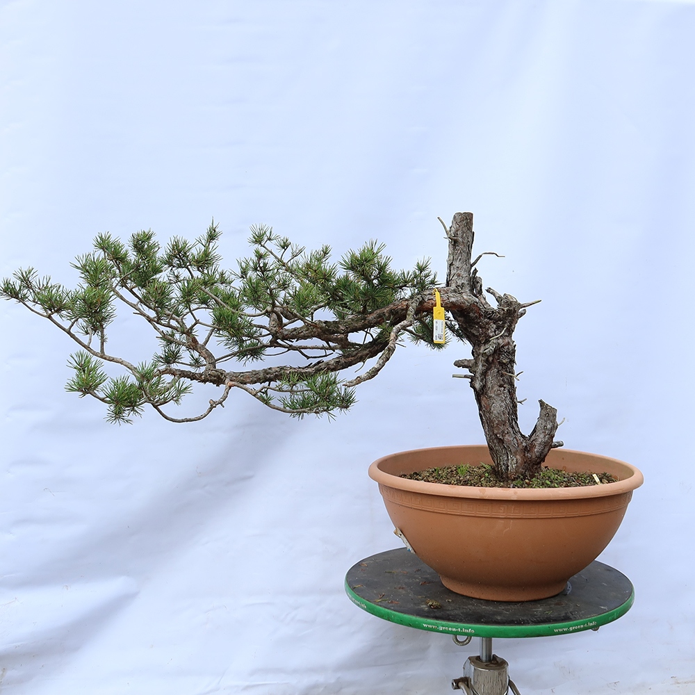 Pinus sylvestris Spanje - grove den
