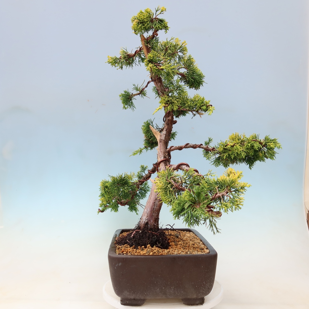 Buitenbonsai - Juniperus chinensis  aurea - Chinese gouden jeneverbes