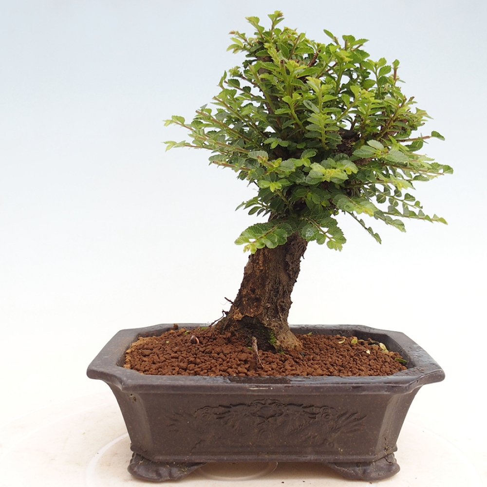 Bonsai voor buiten - Ulmus parvifolia Hokkaido - Chinese iep