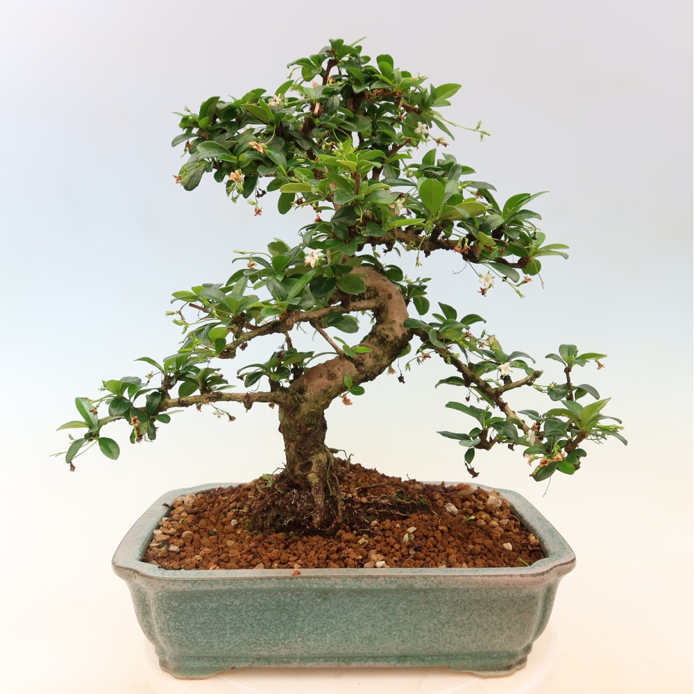 Kamerbonsai - Carmona macrophylla - Thee fuki