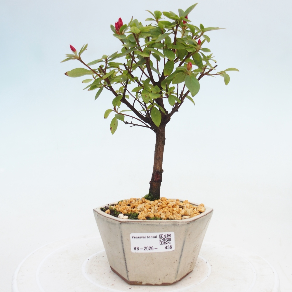 Bonsai voor buiten - Japanse azalea - Azalea sp.