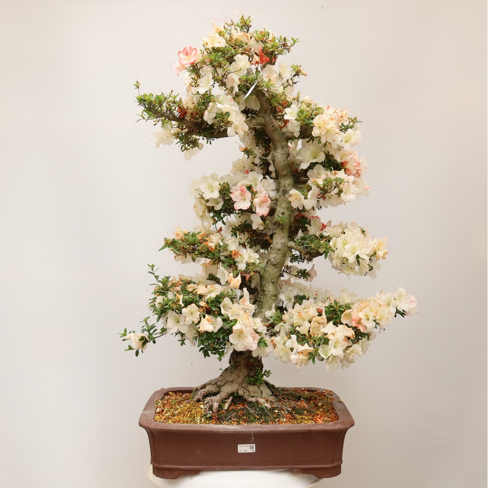 Bonsai voor buiten - Japanse Azalea - Azalea Tochizumi