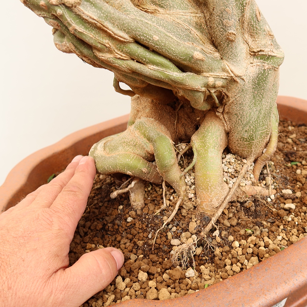 Bonsai voor buiten - Esdoorn Burger - Acer Burgerianum