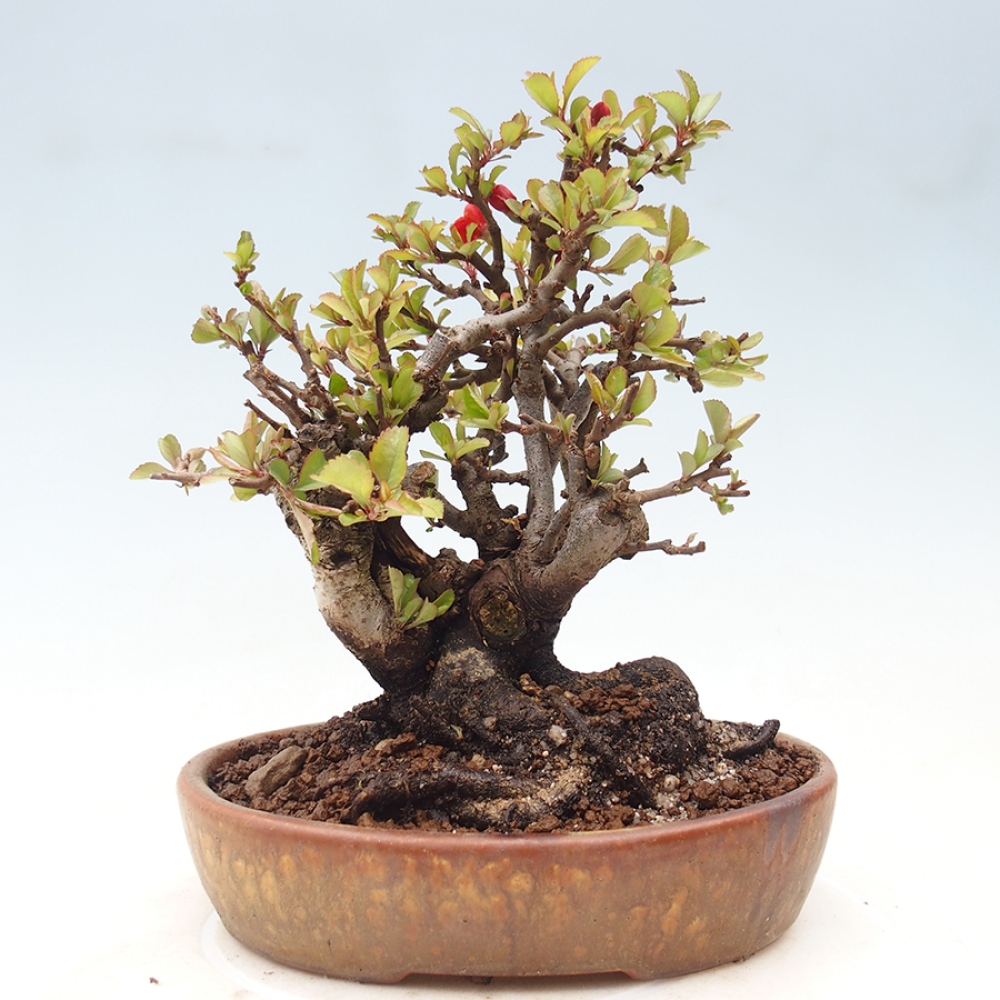 Bonsai voor buiten - Chaneomeles speciosa - Kweepeer