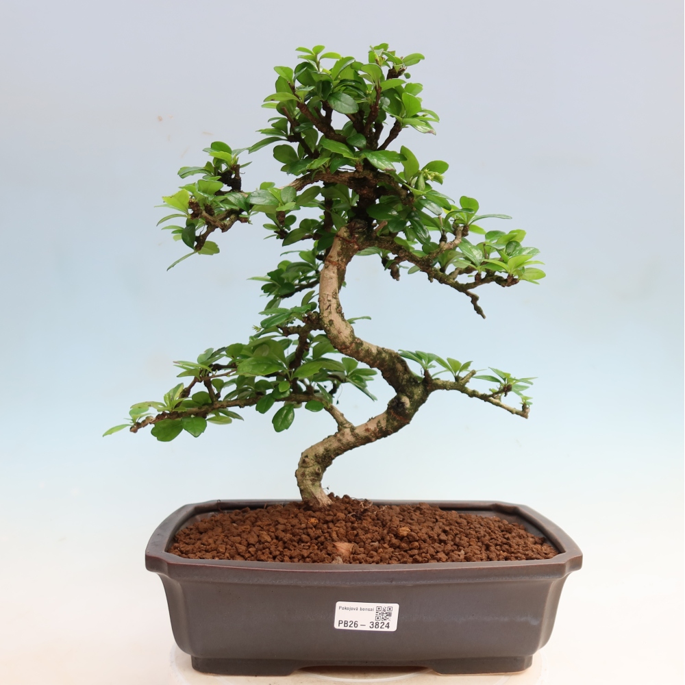Kamerbonsai - Carmona macrophylla - Thee fuki