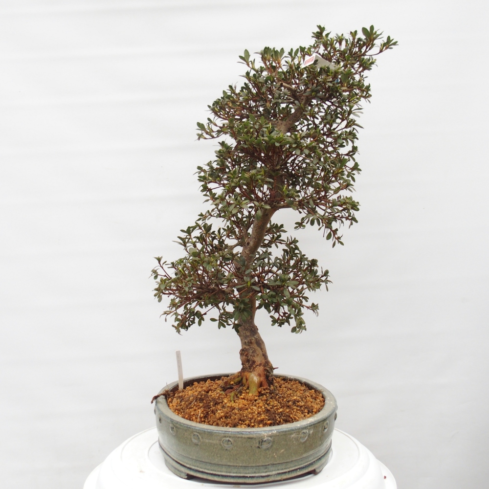 Bonsai voor buiten - Japanse Azalea - Azalea Akari