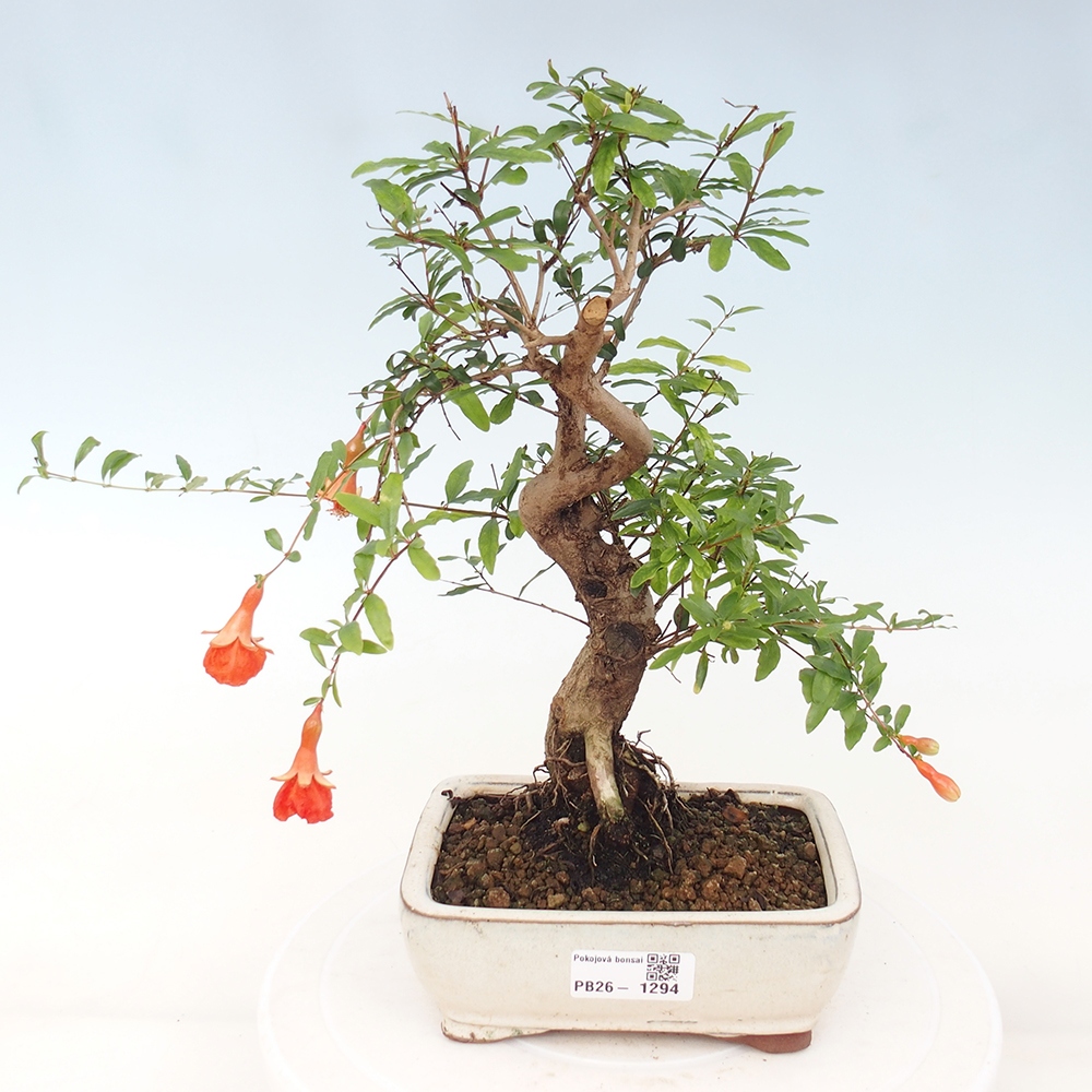 Kamerbonsai-PUNICA granatum nana-Granaatappel
