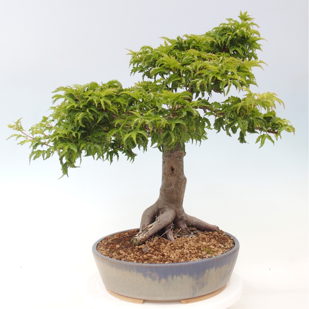 Bonsai voor buiten -Javor palm Acer palmatum Shishigashira