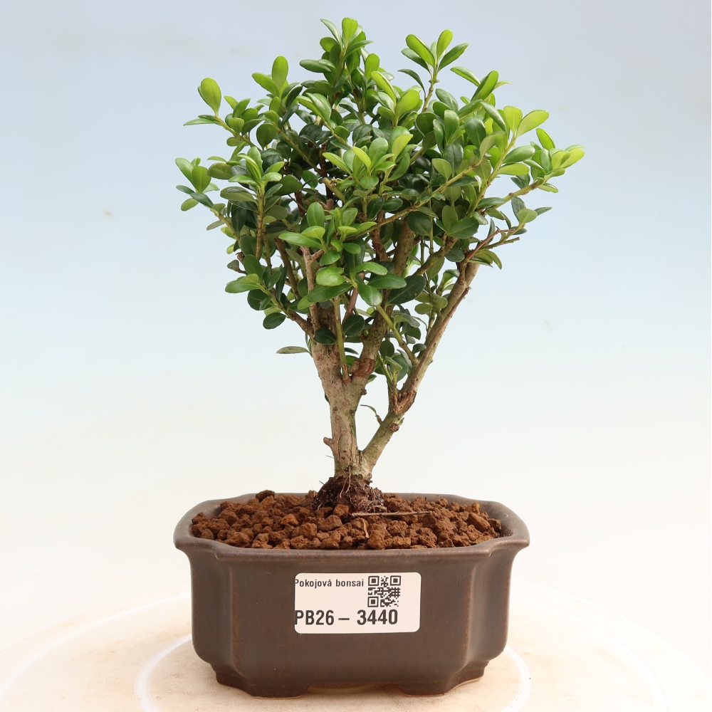 Kamerbonsai - Ilex crenata - Hulst