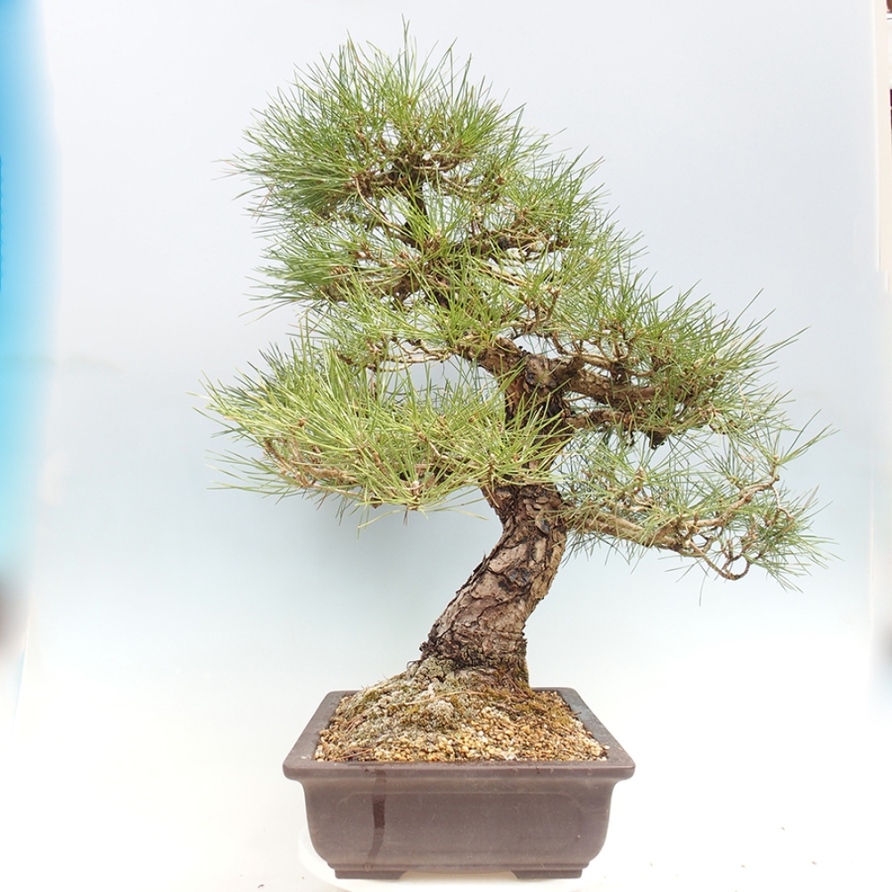 Bonsai voor buiten - Pinus thunbergii - Thunberg den