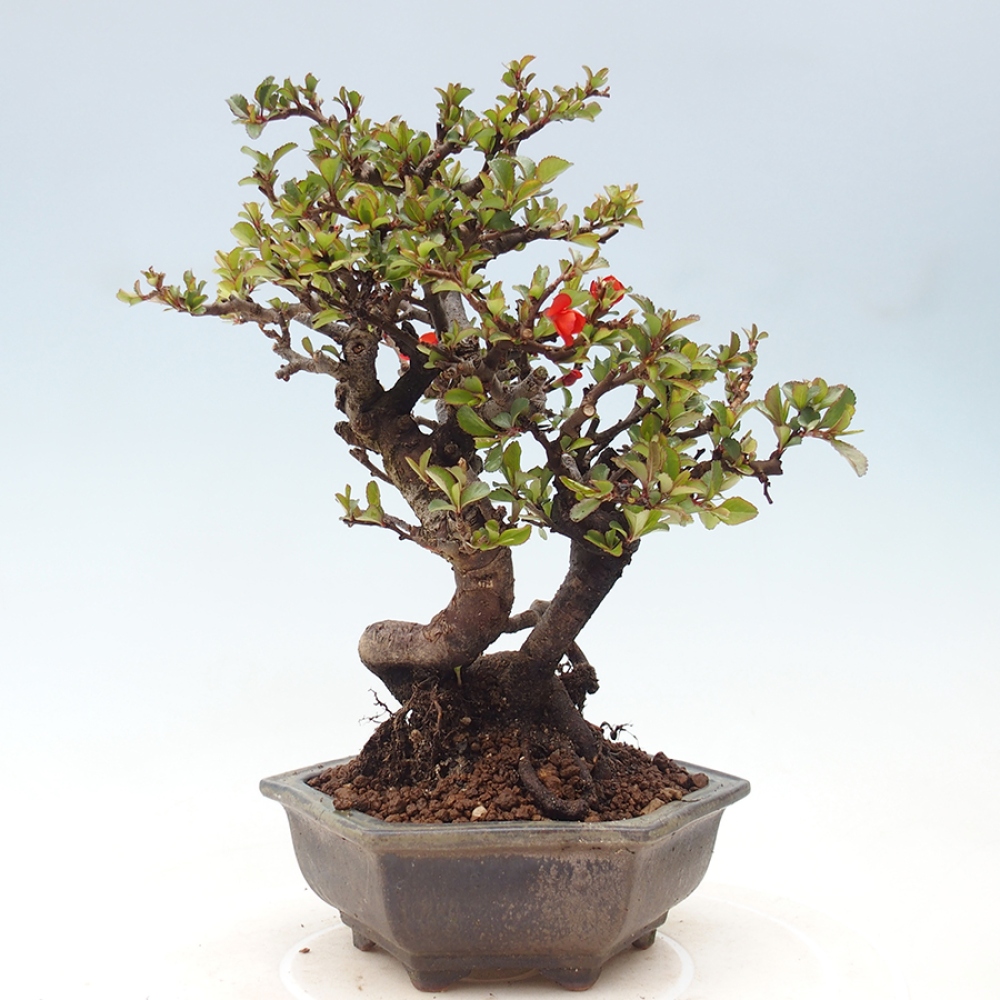 Bonsai voor buiten - Chaneomeles speciosa - Kweepeer