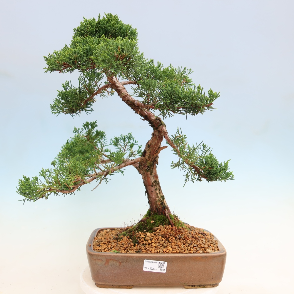 Bonsai voor buiten - Juniperus chinensis Kishu