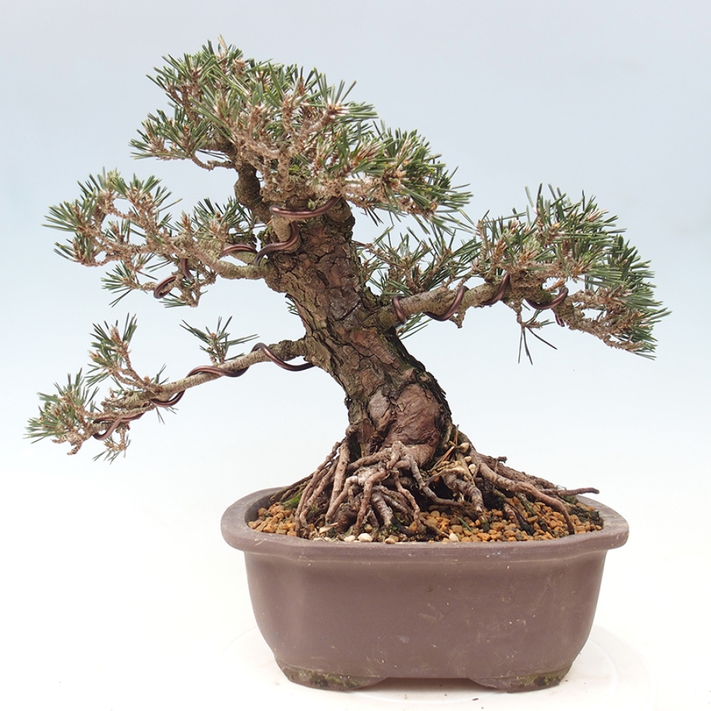 Bonsai voor buiten - Pinus thunbergii Kotobuki - Thunberg den