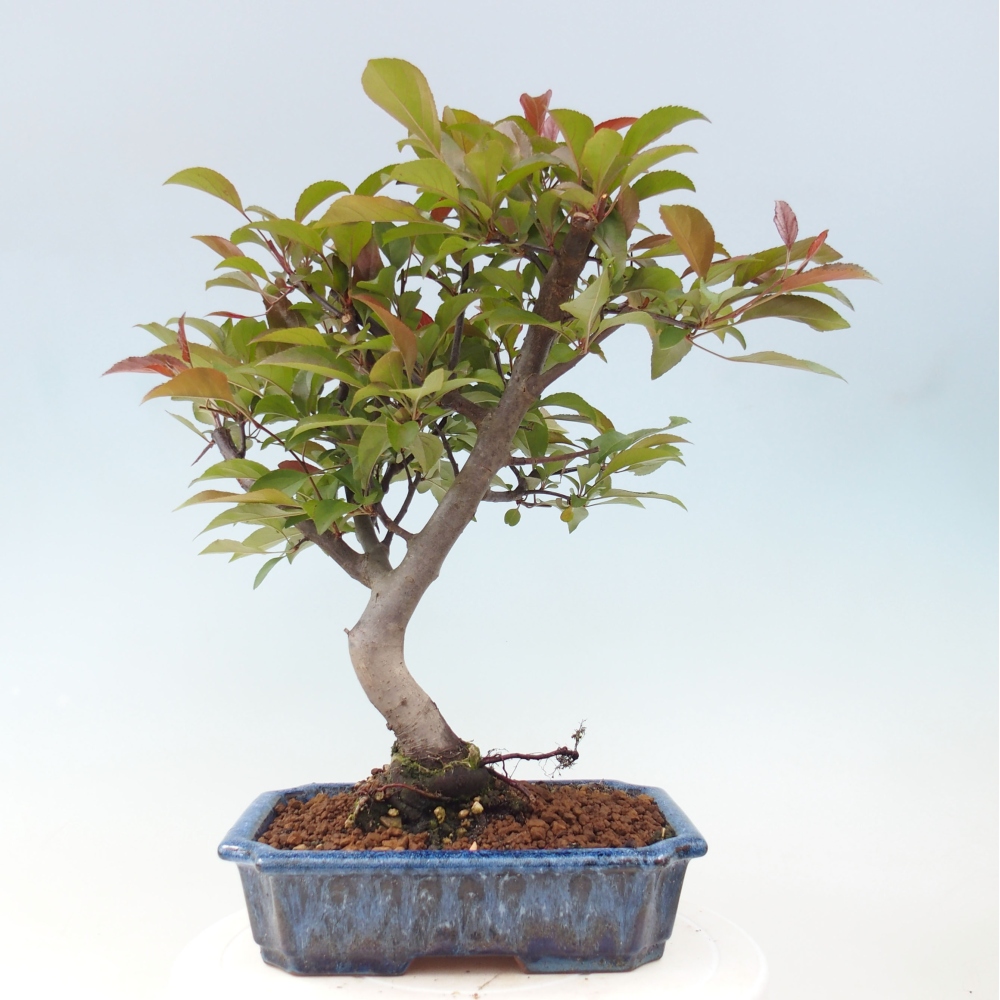 Bonsai voor buiten -Malus domestica - Roodbladige appelboom met kleine vruchten