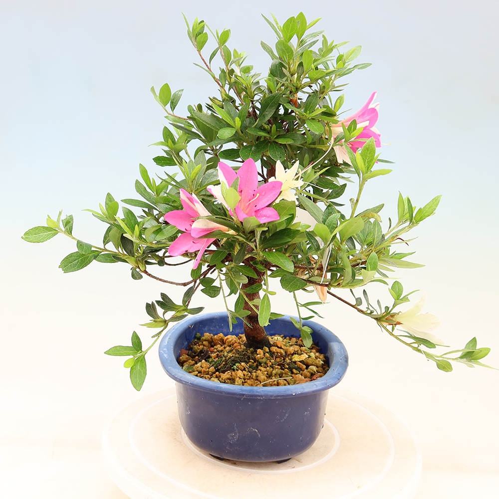 Bonsai voor buiten - Japanse Azalea - Azalea Hand